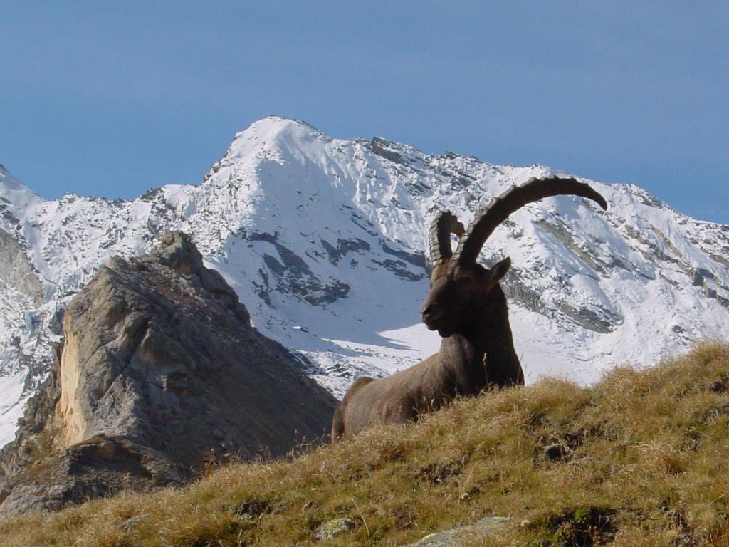 Hotel De La Vanoise Pralognan-la-Vanoise Ngoại thất bức ảnh